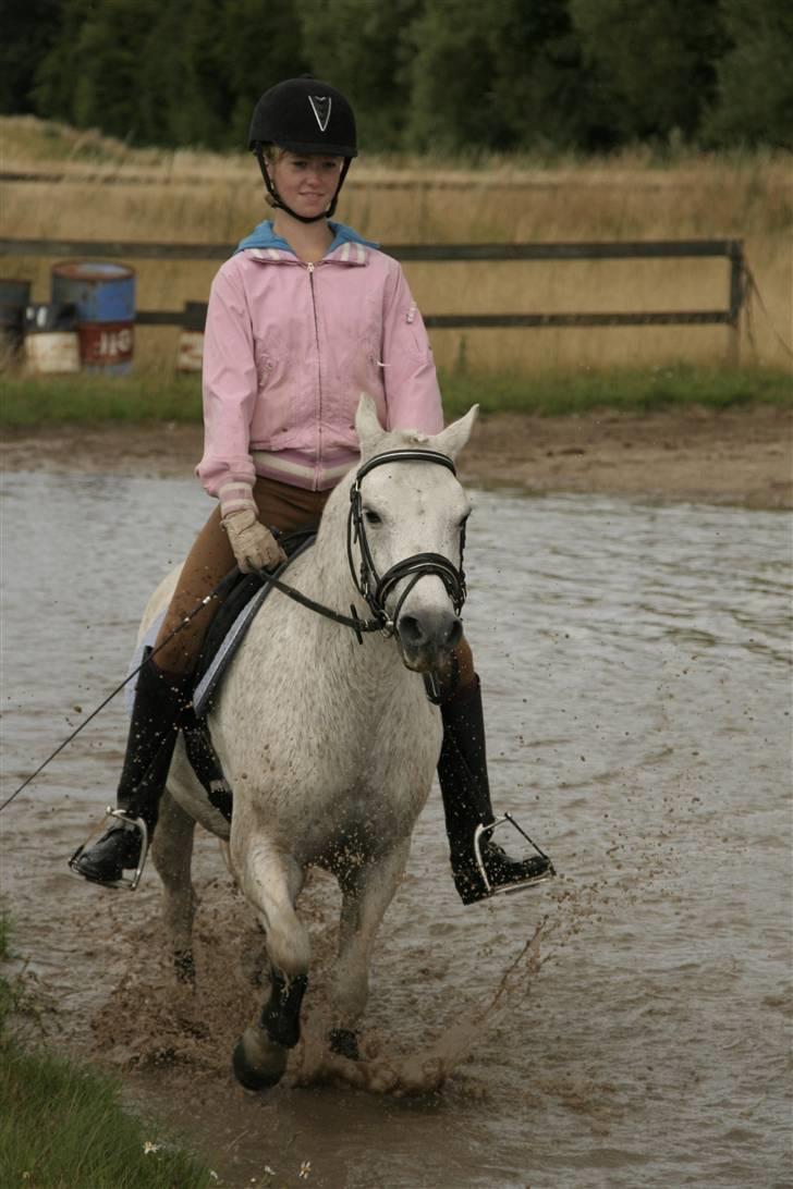 Welsh Mountain (sec A) Patrick Swayze - Badedyret Swayze billede 16