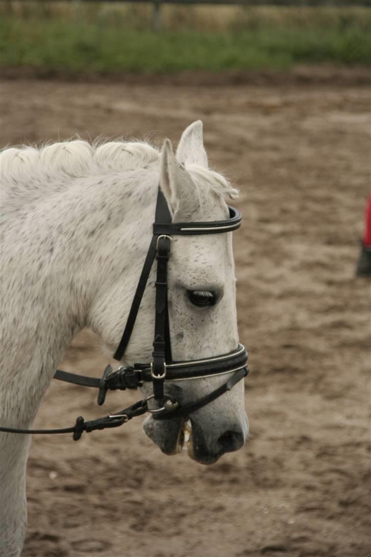 Welsh Mountain (sec A) Patrick Swayze billede 17