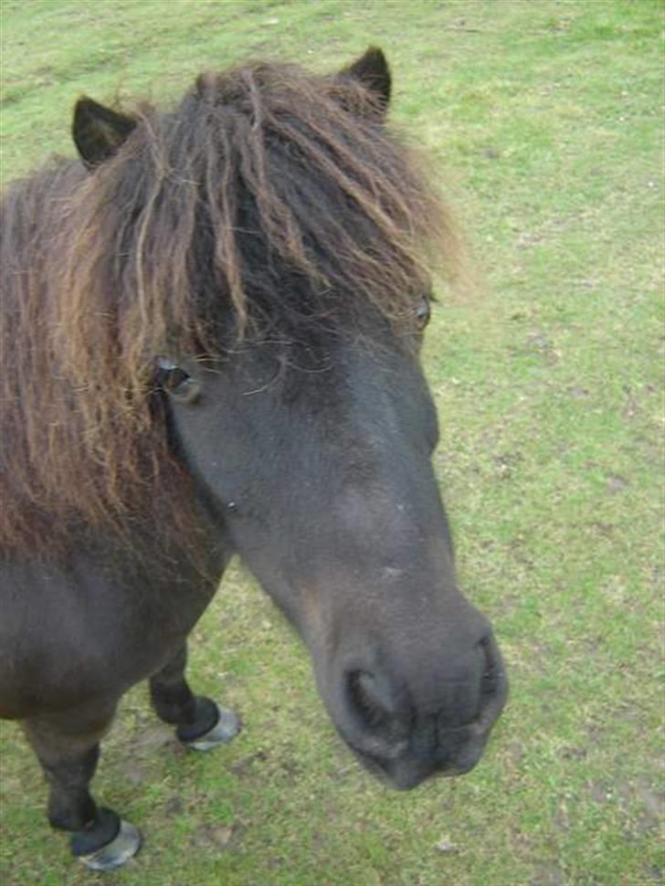 Shetlænder Tulle billede 13