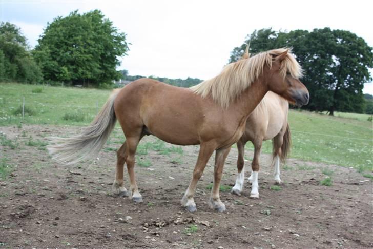 Islænder sleipnir fra solholt †RIP - hehe det ser da sjovt ud ikke? billede 18