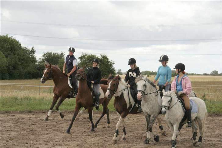 Welsh Mountain (sec A) Patrick Swayze - Ung i DV-ridelejr ! Her rider vi kvadrille.. i en flot mølle ! billede 18