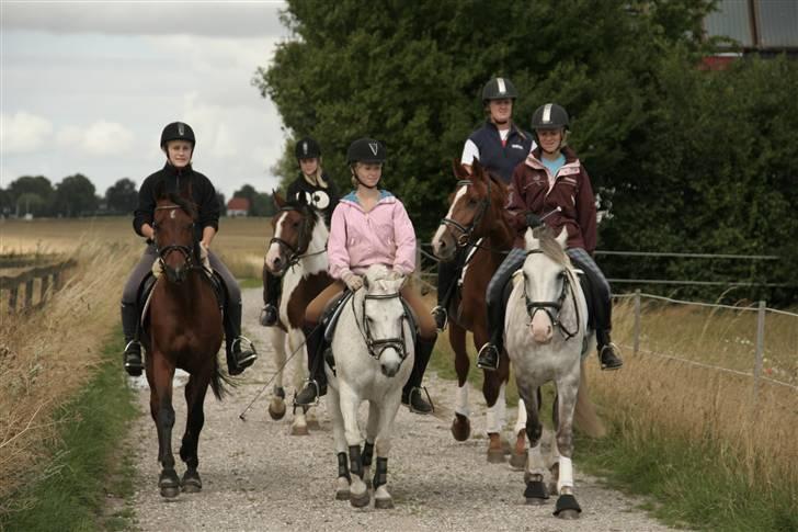 Welsh Mountain (sec A) Patrick Swayze - Ung i DV-ridelejr.. Skridter tur ! billede 19