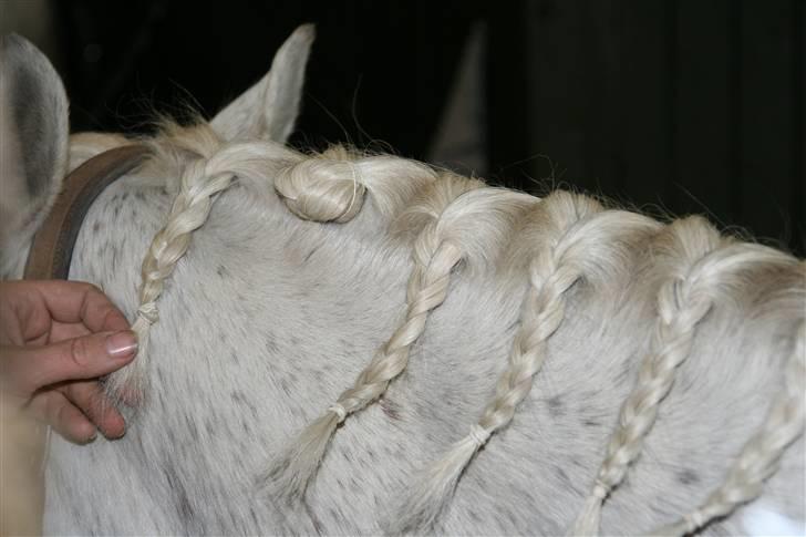 Welsh Mountain (sec A) Patrick Swayze - Swayze får lavet rosenknopper.. billede 20