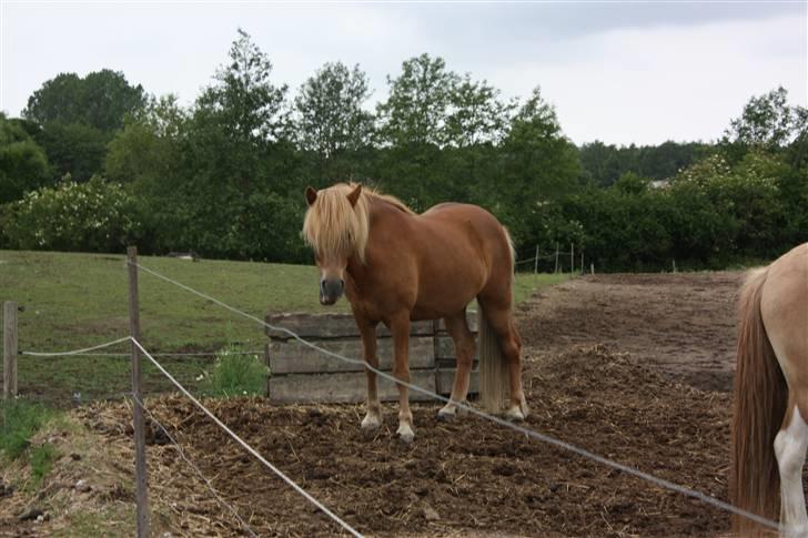 Islænder sleipnir fra solholt †RIP - åhh slleipnir din dejlige hest, du må have det godt på de evige græsmarker<3 billede 19