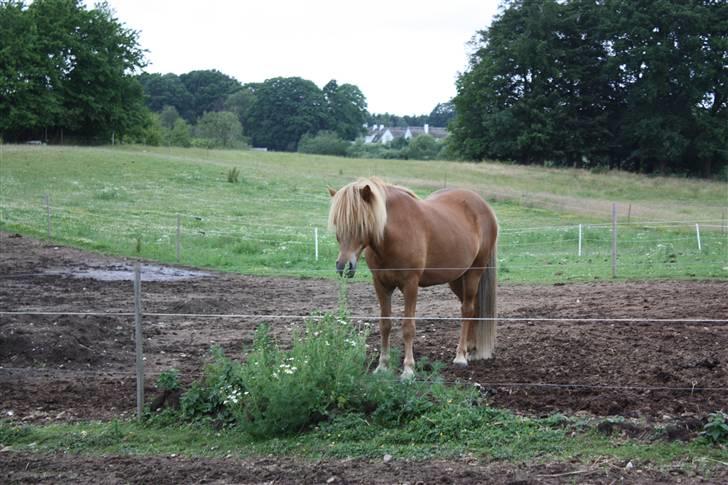 Islænder sleipnir fra solholt †RIP - sleipnir den evig sultende hest<3 vi elsker dig af hele hjertet, og vil aldrig glemme dig! billede 20