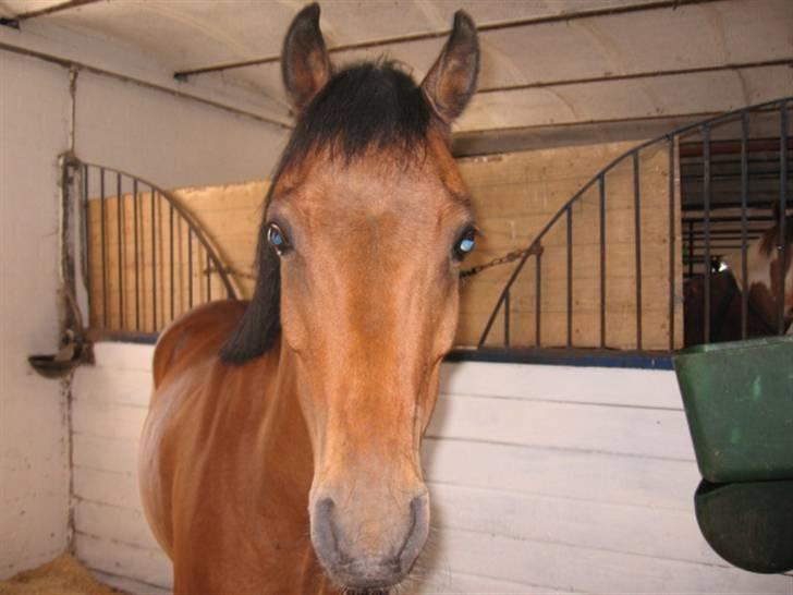 Welsh Pony af Cob-type (sec C) Rochdale Monarch billede 1