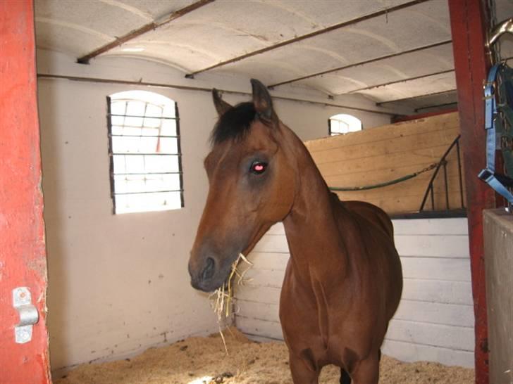 Welsh Pony af Cob-type (sec C) Rochdale Monarch billede 2