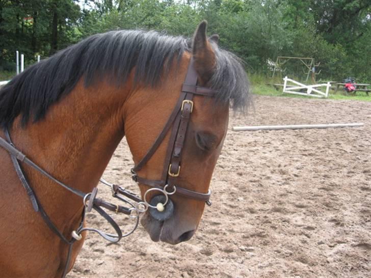 Welsh Pony af Cob-type (sec C) Rochdale Monarch billede 11