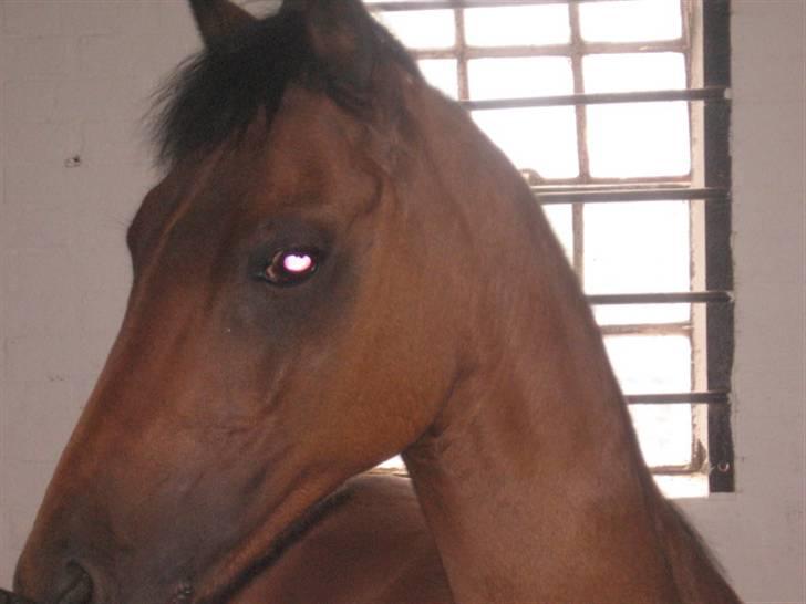 Welsh Pony af Cob-type (sec C) Rochdale Monarch billede 15