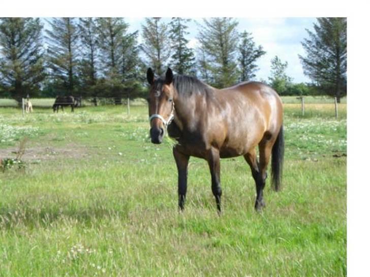 Anden særlig race Lille Hedevangs Freja SOLGT  - FrejaMusen , billede 1