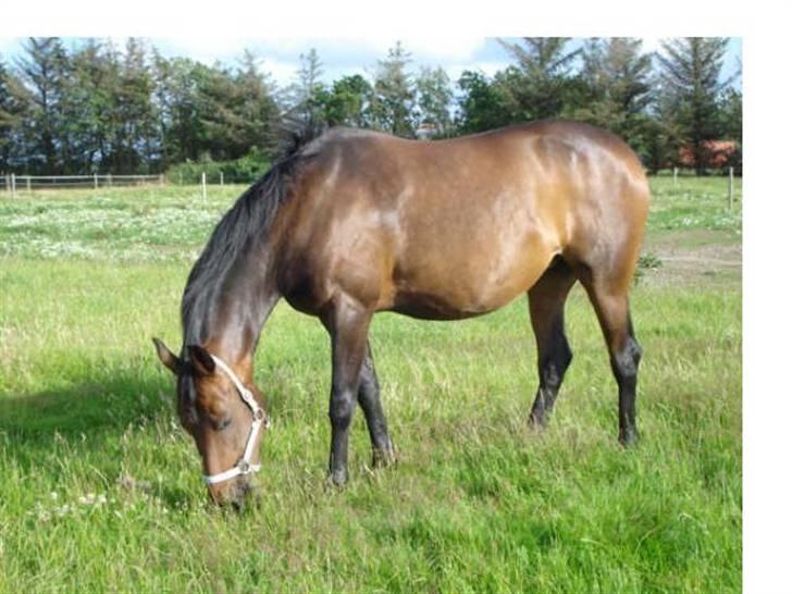 Anden særlig race Lille Hedevangs Freja SOLGT  - FrejaMusen billede 2