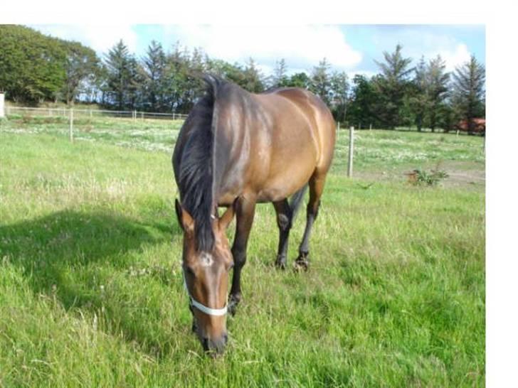 Anden særlig race Lille Hedevangs Freja SOLGT  - FrejaMusen billede 3