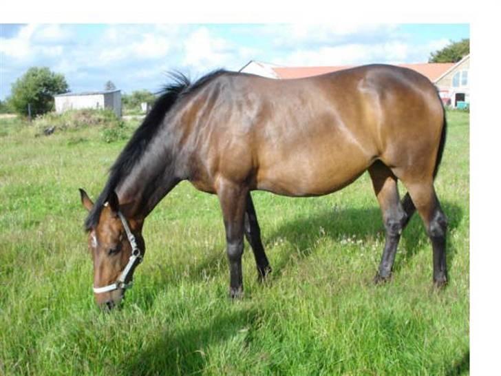 Anden særlig race Lille Hedevangs Freja SOLGT  - FrejaMusen billede 4