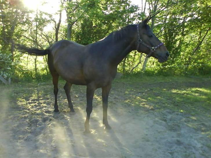 Anden særlig race Lille Hedevangs Freja SOLGT  - FrejaMusen billede 5