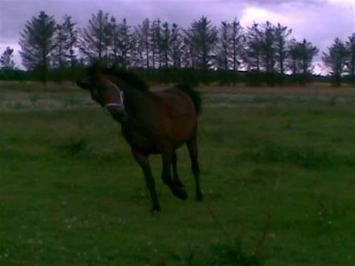 Anden særlig race Lille Hedevangs Freja SOLGT  - FrejaMusen .  billede 6