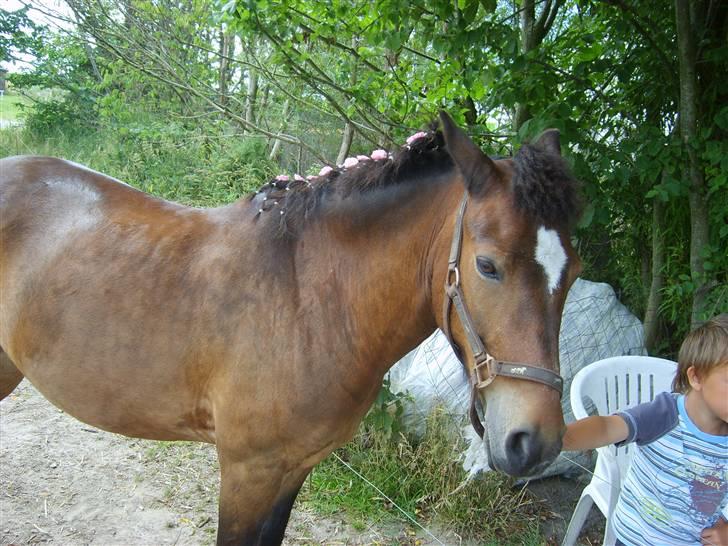 New Forest buller (SOLGT) - buller er en dejlig hest billede 1