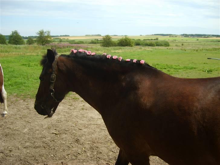 New Forest buller (SOLGT) - buller er ude og gå lidt billede 2