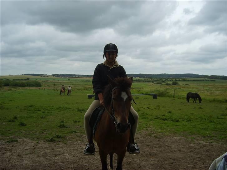 New Forest buller (SOLGT) - buller og mig rider lidt billede 3