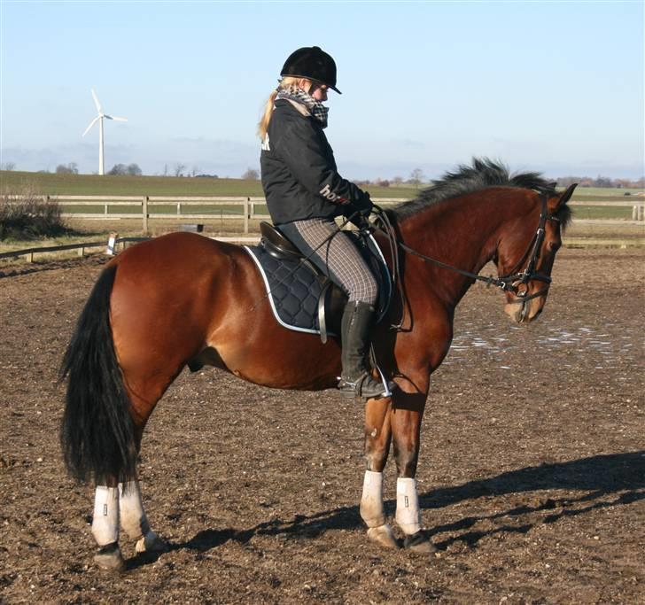 Hollandsk Sportspony Dexter  billede 12