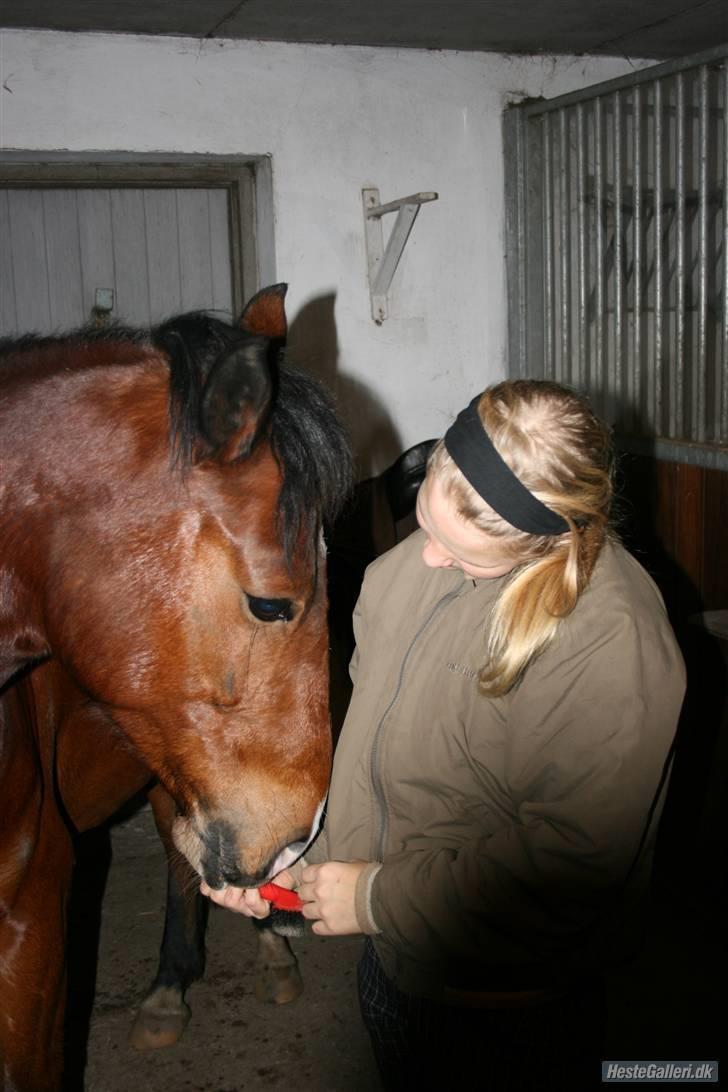 Hollandsk Sportspony Dexter  billede 13