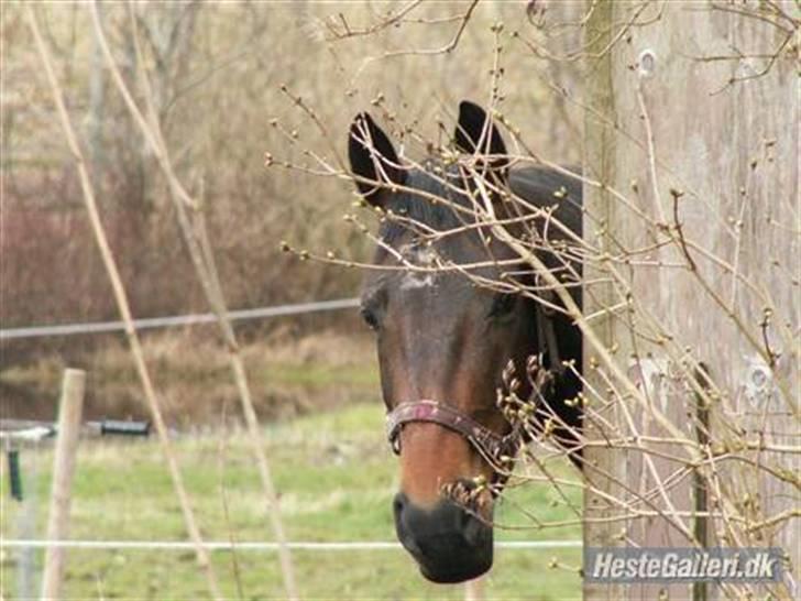 Anden særlig race Lille Hedevangs Freja SOLGT  - FrejaMusen . billede 7