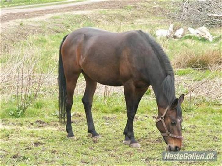 Anden særlig race Lille Hedevangs Freja SOLGT  - FrejaMusen . billede 8