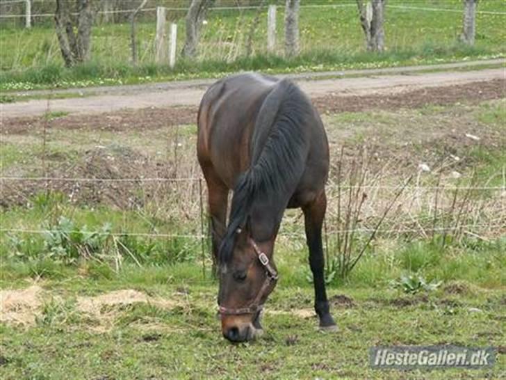 Anden særlig race Lille Hedevangs Freja SOLGT  - FrejaMusen . billede 9