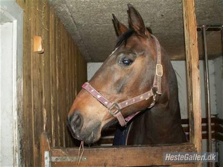 Anden særlig race Lille Hedevangs Freja SOLGT  - FrejaMusen . billede 10