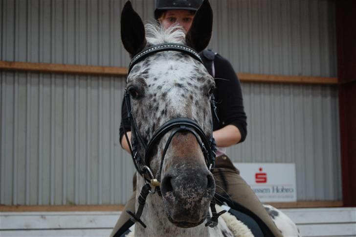 Knabstrupper Loudinna - Loudinna.. <3 billede 4