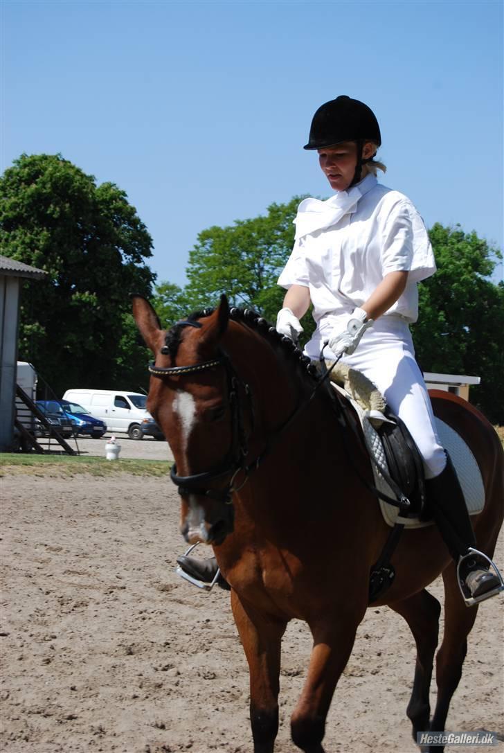 Hollandsk Sportspony Dexter  - foto : Line Wiegaard ;P billede 14