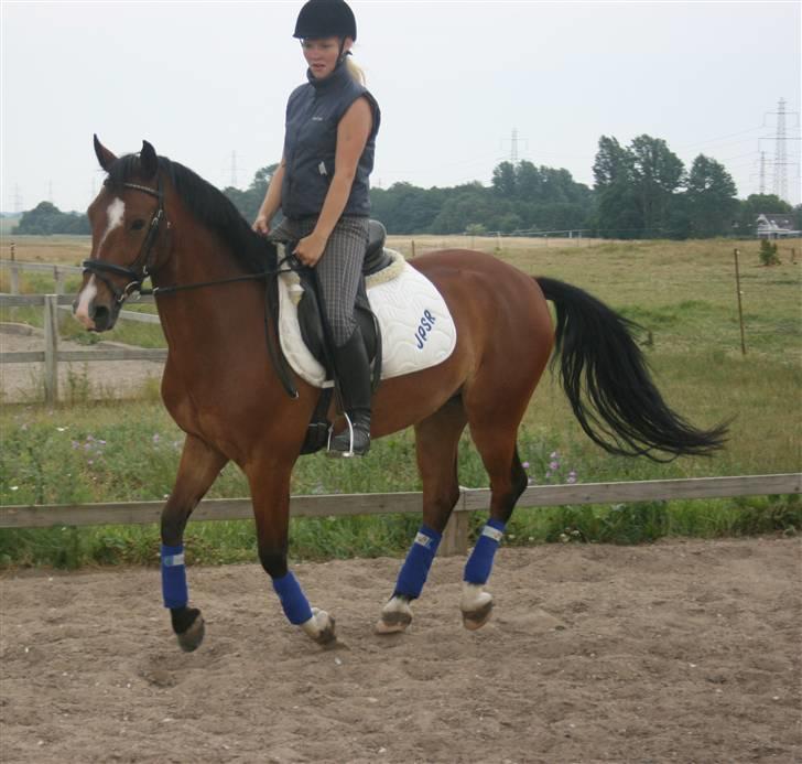 Hollandsk Sportspony Dexter  billede 15