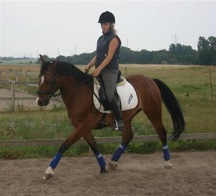 Hollandsk Sportspony Dexter  - Gemmelt  billede 16