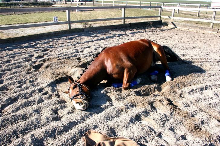 Hollandsk Sportspony Dexter  - Lille Mester billede 17