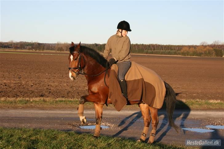 Hollandsk Sportspony Dexter  billede 18