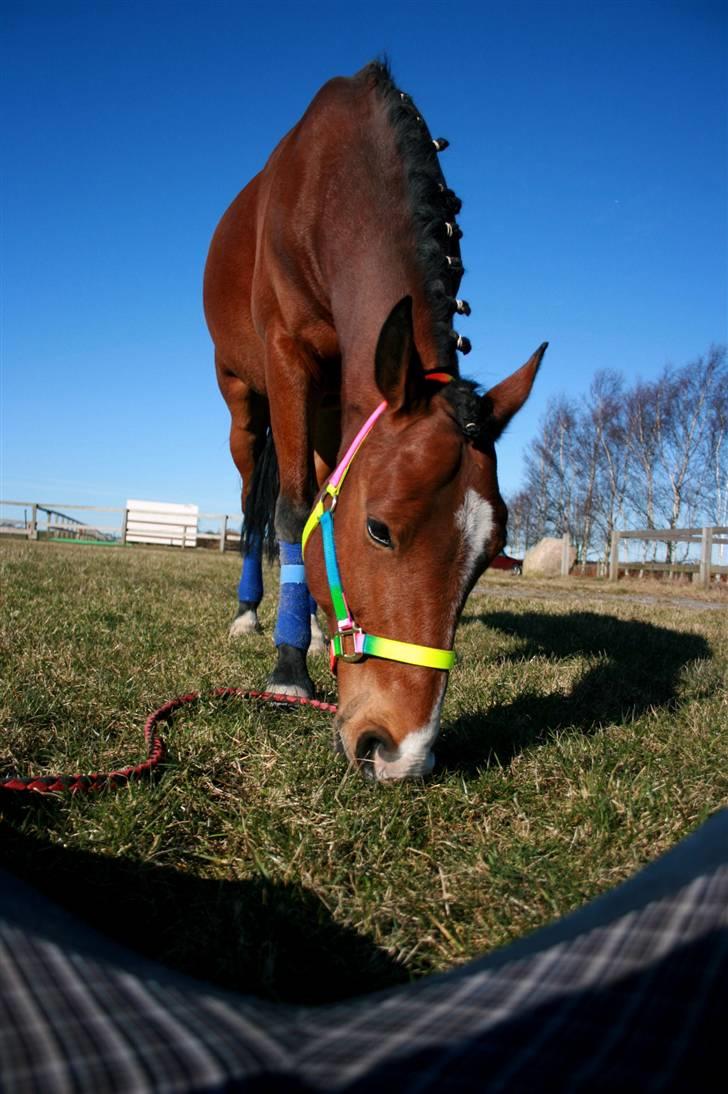 Hollandsk Sportspony Dexter  - hehe.. Den dejlige dreng :)  billede 19