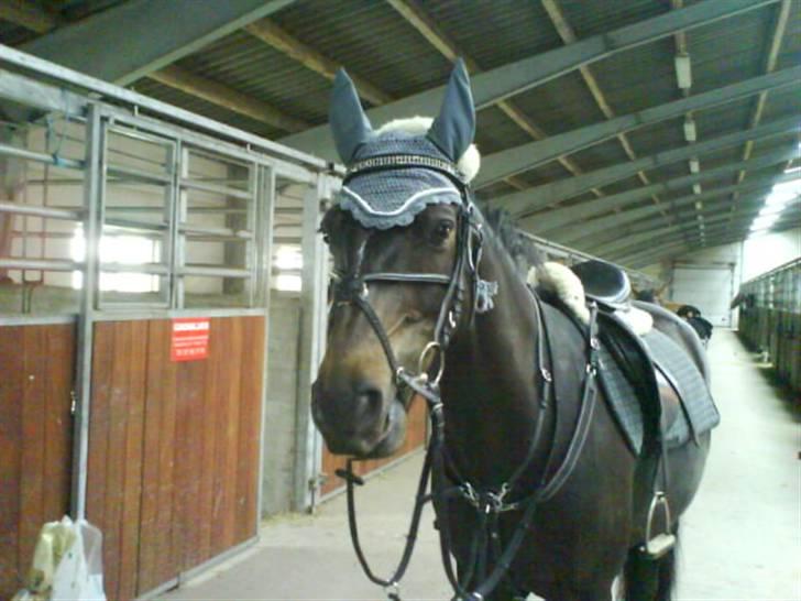 Connemara Benn. - 7# Udstyr´s poornyæen den ekstremt lækre Benn<´´3! billede 7