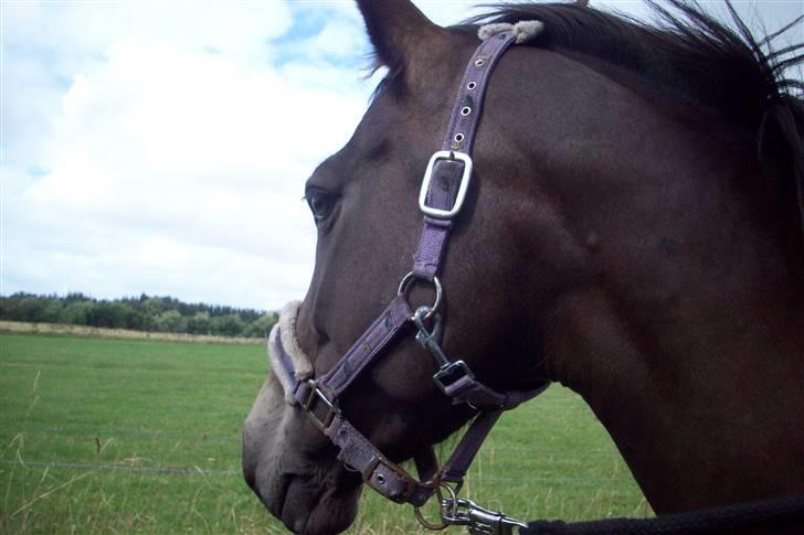 DSP Pretty Madonna - Madonna fjæs . :D billede 19