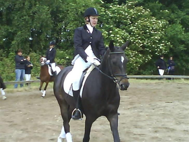 Connemara Benn. - 8# Ham iqen trav nedsidning<33 Opvarmning Thr stævne lc1 billede 8