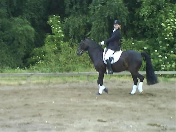 Connemara Benn. - 10# skatten iqen han går dog ikke lige så godt der hehe billede 9