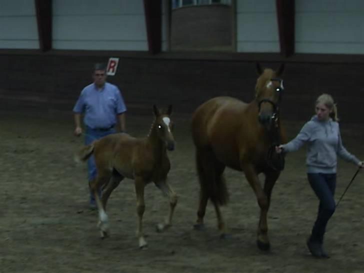 Anden særlig race Freja<33 - Følskue den 19-07 .. :o) billede 20