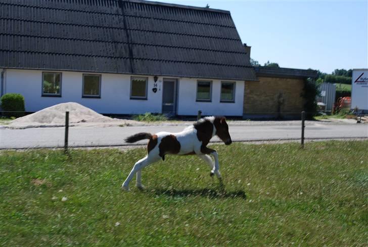 Islænder Tígull fra Langsted - SOLGT - Tígull som føl i 2008 giver den gas på marken billede 12