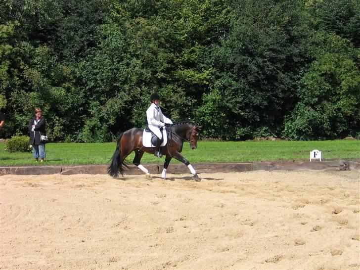 New Forest Flintdales Ranzau - Solgt - Fremvisning til åbning af Golden-horze butik :) billede 19