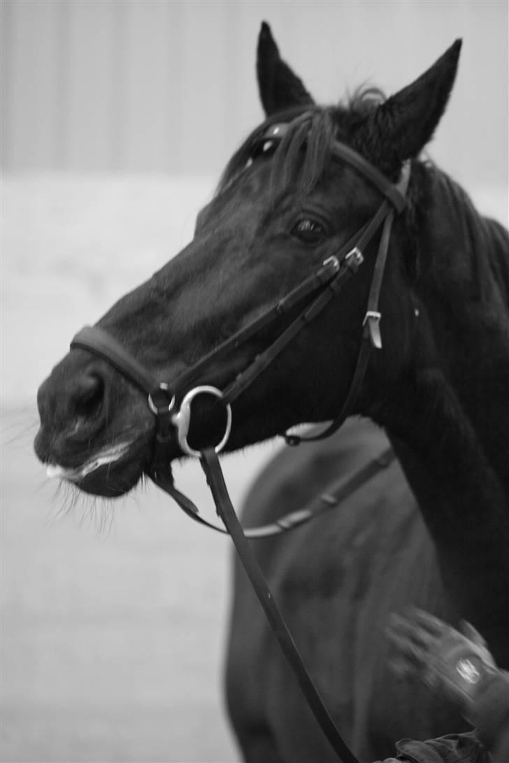 Trakehner Ranette *solgt*  - lige et yndigt billede af Ranette :) dec. 09 billede 14