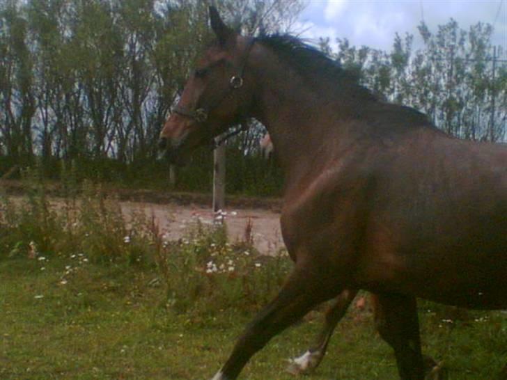 Hannoveraner Gilla - Velkommen til Gilla´s profil! <3 billede 1