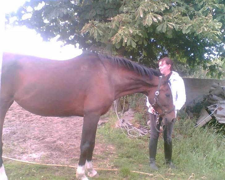 Hannoveraner Gilla - Gilla og mor,, undskyld billed-kvaliteten billede 2