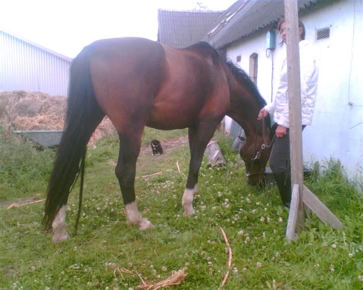 Hannoveraner Gilla - mad! <3 billede 3