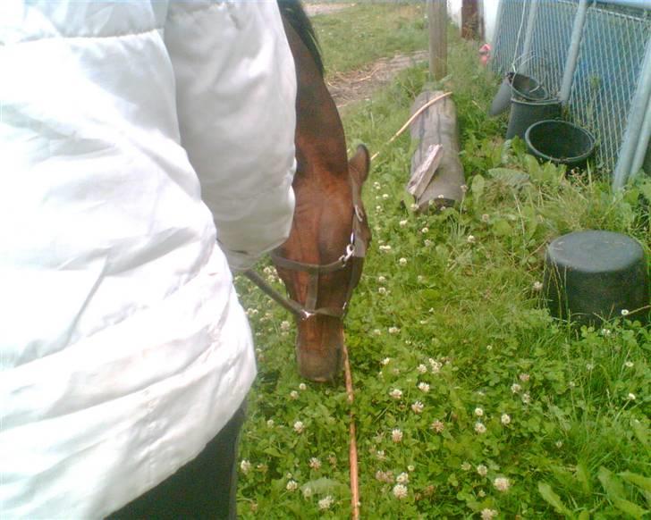 Hannoveraner Gilla - Gilla´s hoved billede 4