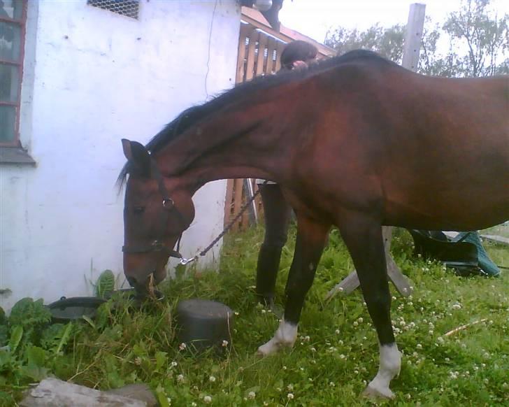 Hannoveraner Gilla - Gilsen :) billede 5