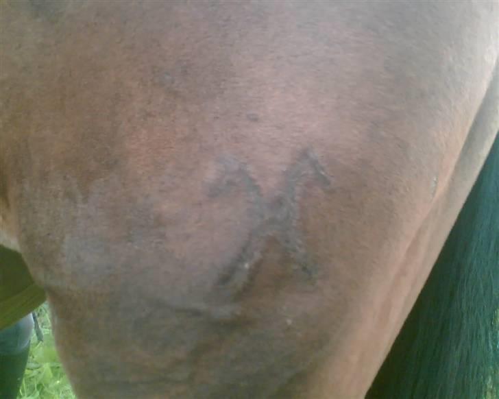 Hannoveraner Gilla - hendes brandmærke :) billede 6