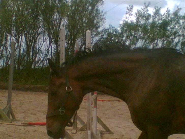 Hannoveraner Gilla billede 7